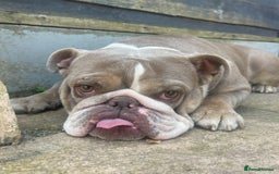 English Bulldog dogs for sale: Bubbles the British Bulldog - Image 3