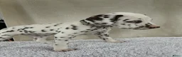 Dalmatian dogs for sale: Dalmatian Puppies  - Advert 22