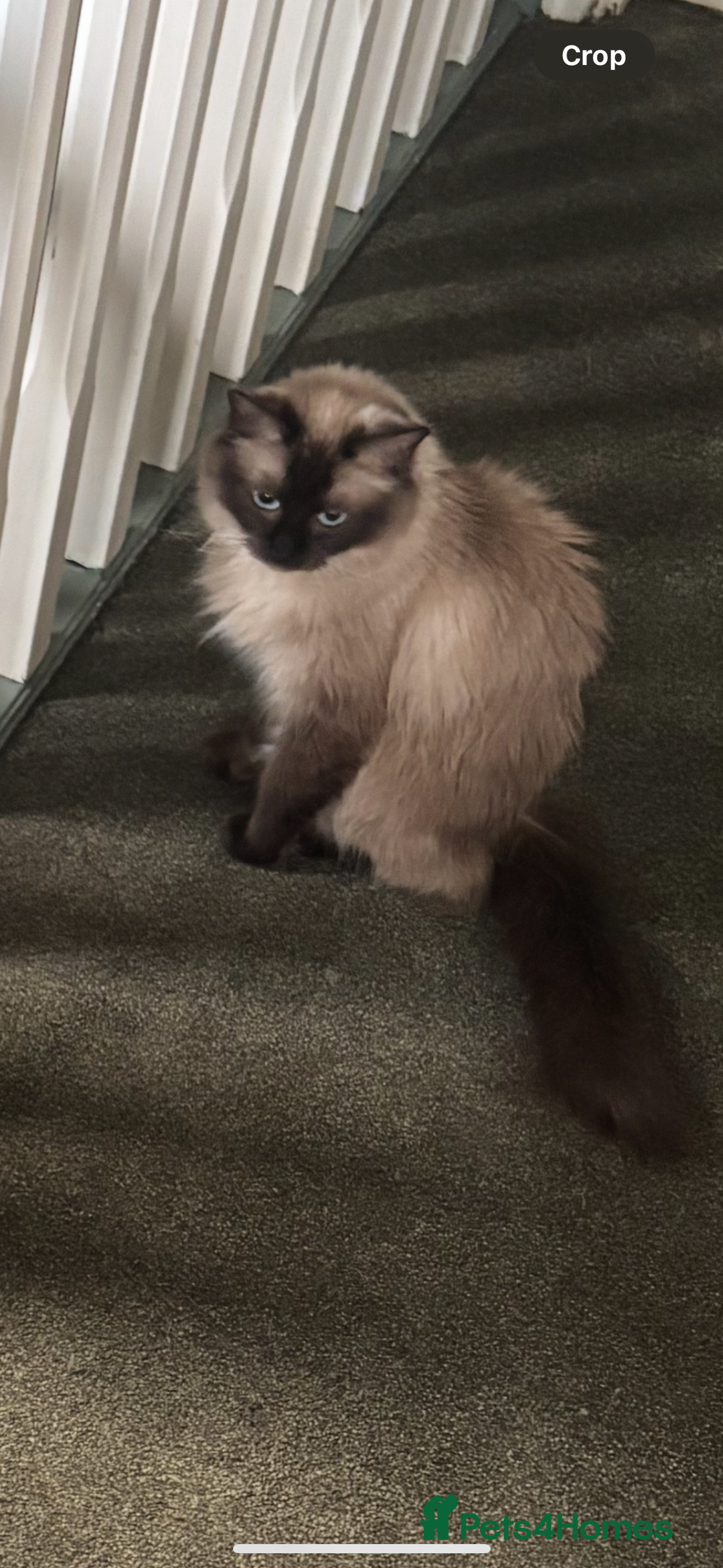 Ragdoll cats for sale: Female cats  - Advert 1