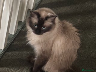 Ragdoll cats Female cats - Advert 16