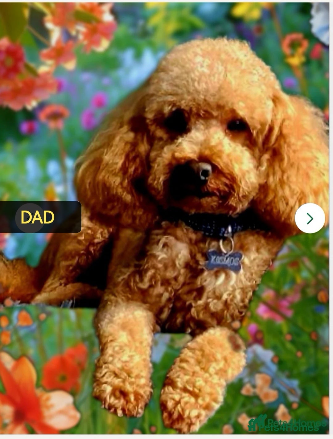 Maltipoo dogs for sale: DNA health tested maltipoo puppies  - Image 5