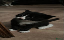 Exotic cats for sale: Stunning exotic cross kittens  - Image 2
