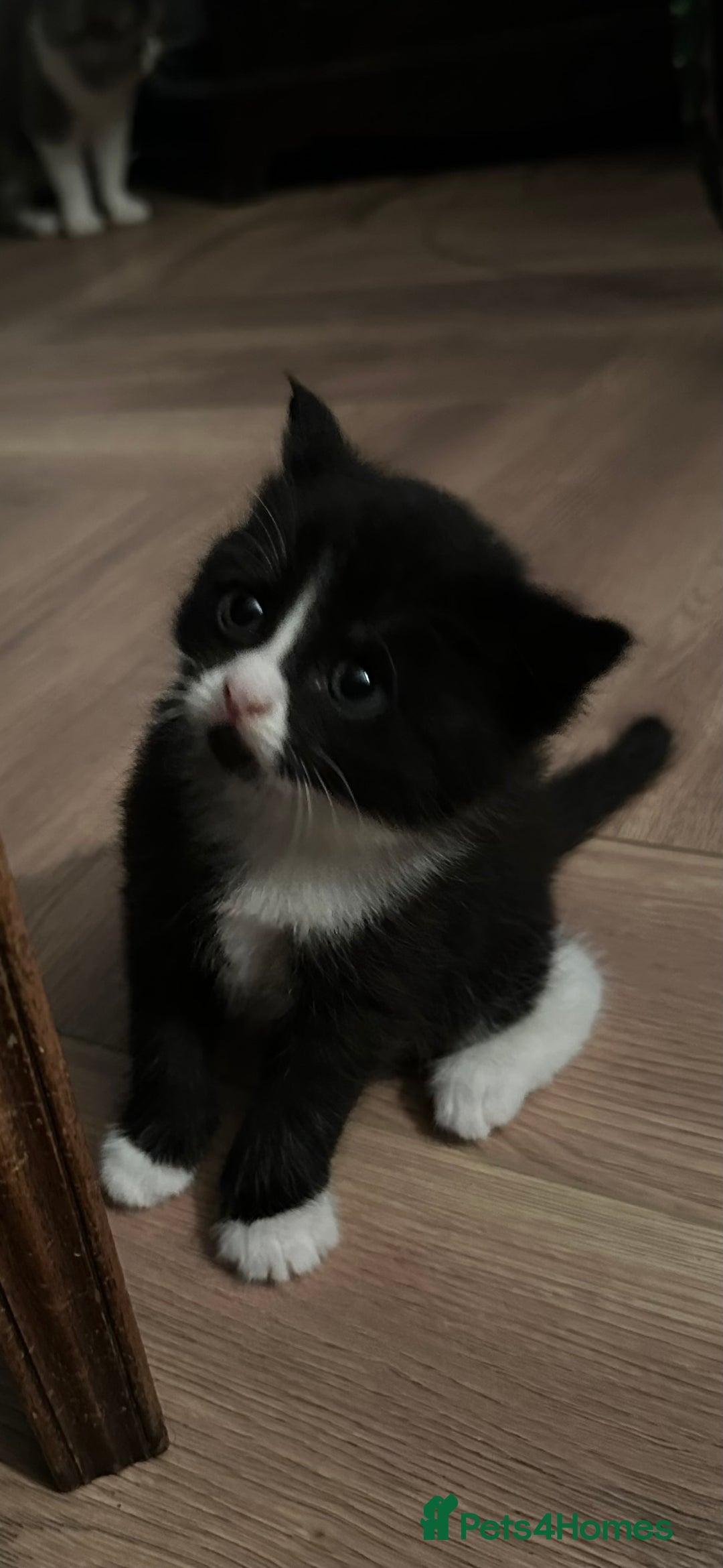 Exotic cats for sale: Stunning exotic cross kittens  - Image 2