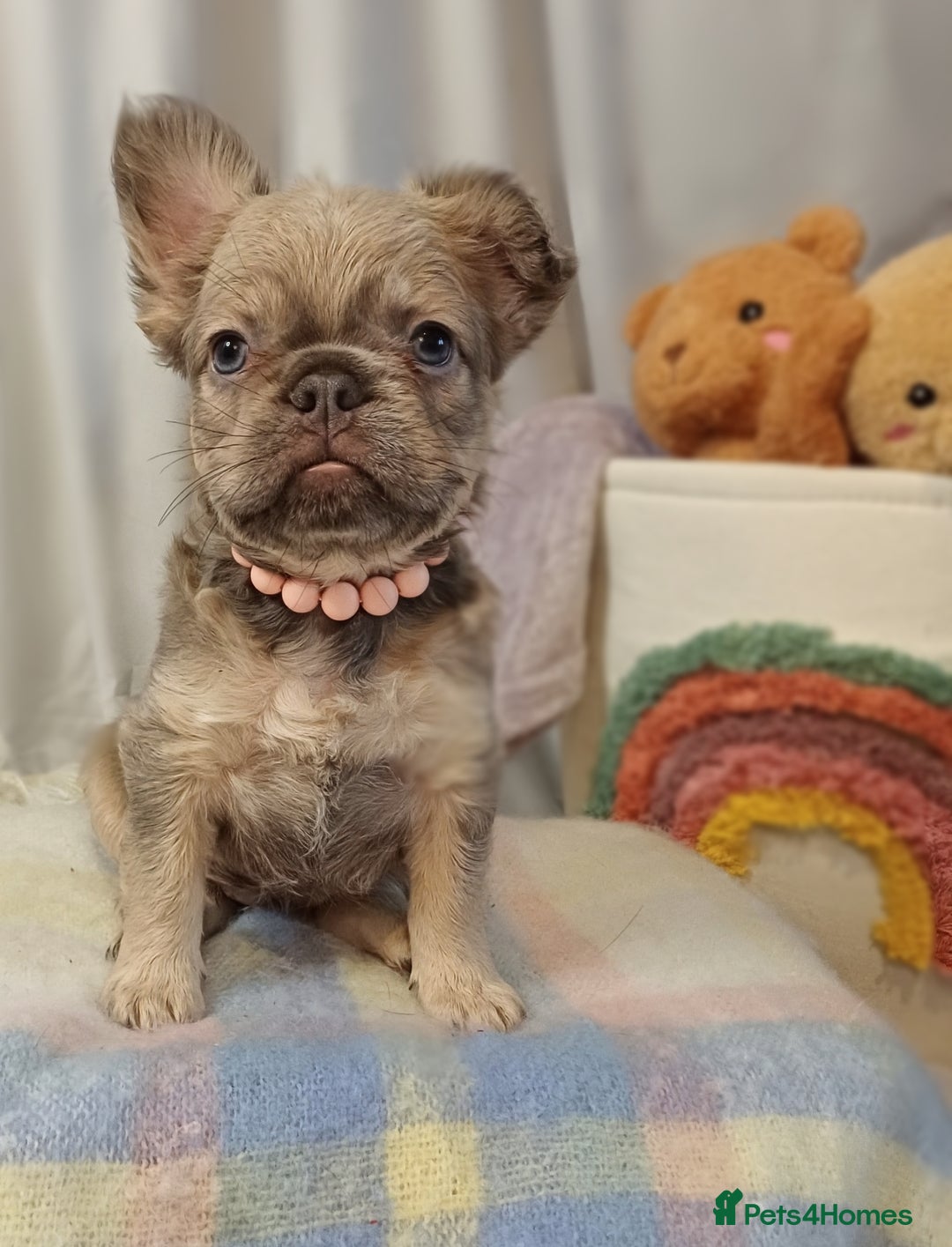 French Bulldog dogs for sale: Adorable fluffy frenchies ready for loving homes - Advert 8