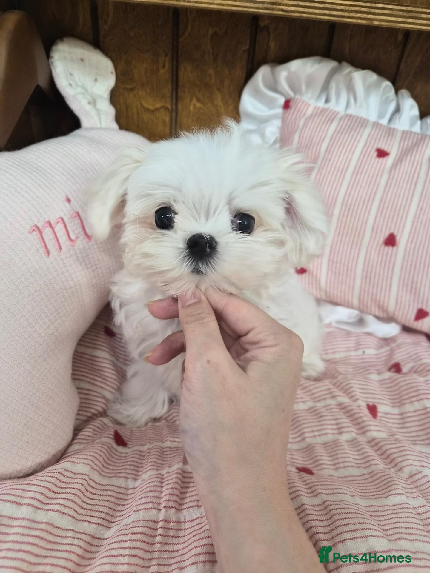 Maltese dogs 100% Korean‑line Maltese, registered with KKF  - Advert 1