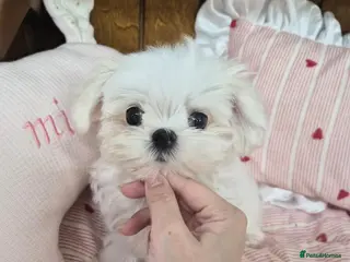 Maltese dogs 100% Korean‑line Maltese, registered with KKF - Advert 1