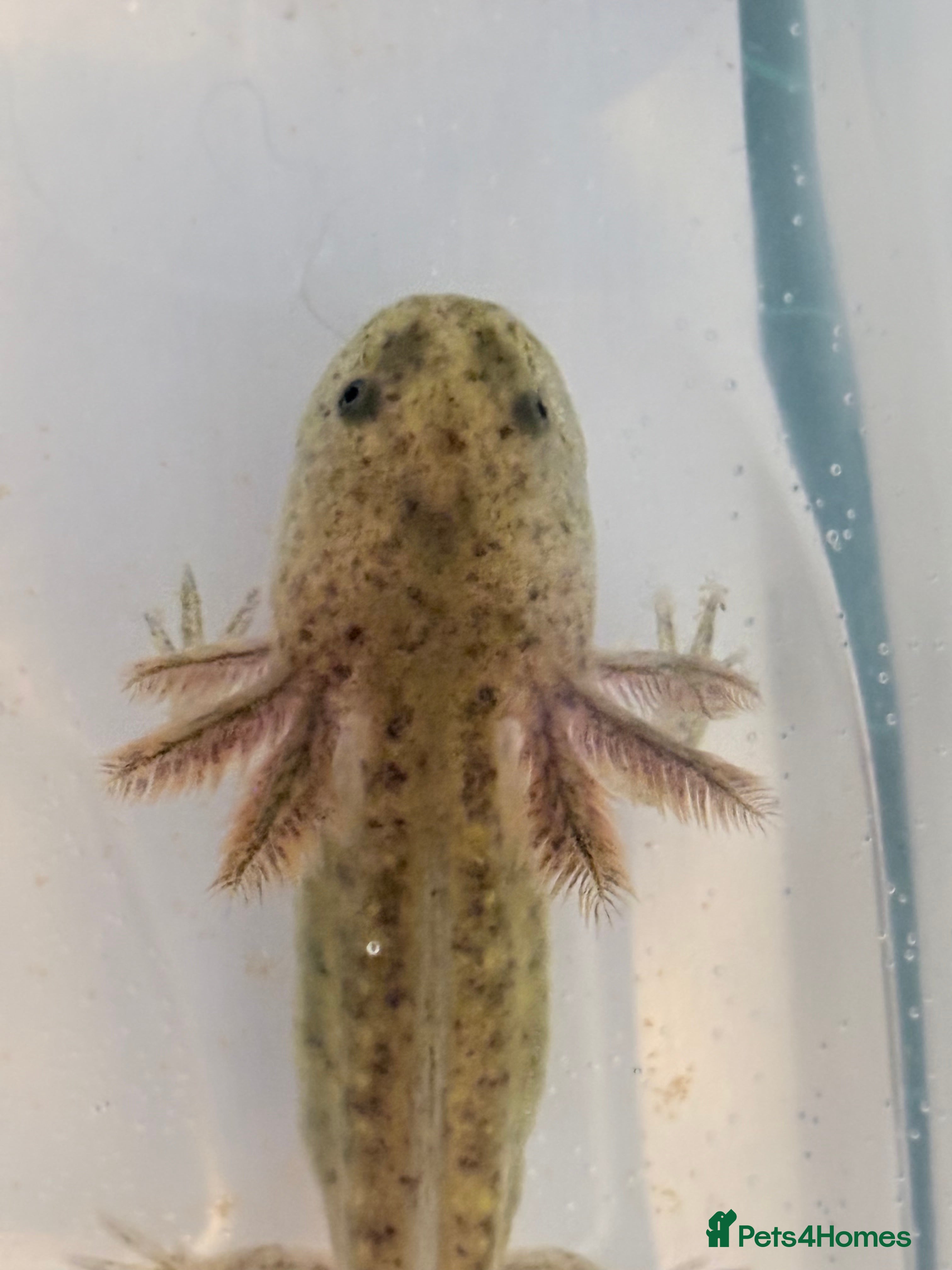 Axolotl reptiles Juvenile axolotl  - Advert 2