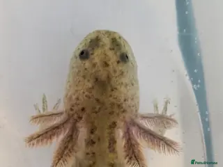 Axolotl reptiles Juvenile axolotl - Advert 2