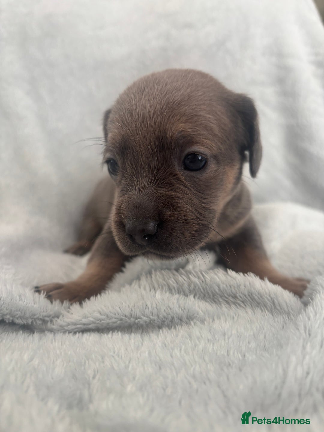 Mixed Breed dogs for sale: Unique mixed breed - Image 25