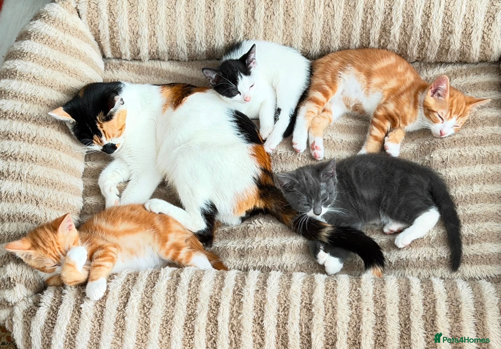 Mixed Breed cats Beutifull kittens for sale - Advert 2