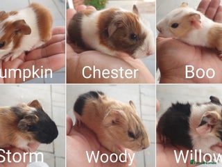 Guinea Pig rodents - Advert 1