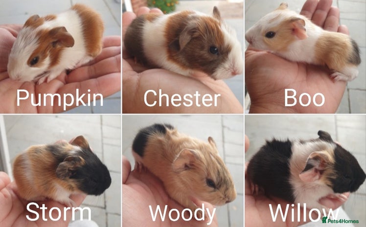 Guinea Pig rodents - Advert 1