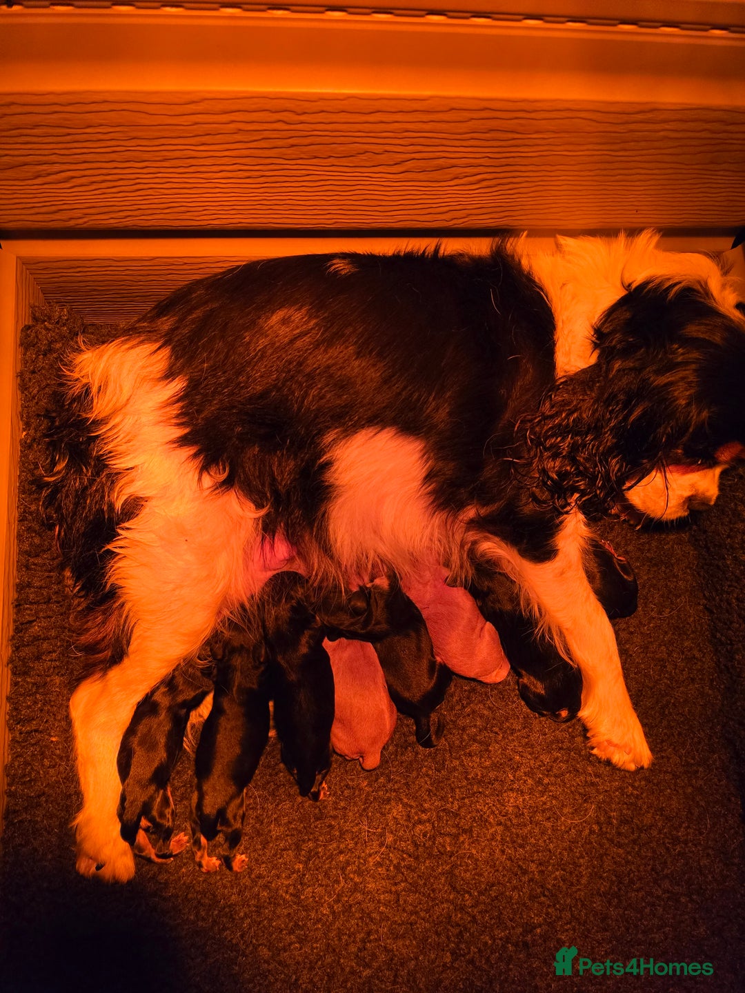 Cavalier King Charles Spaniel dogs for sale: Cavalier  King Charles Puppies - Image 2