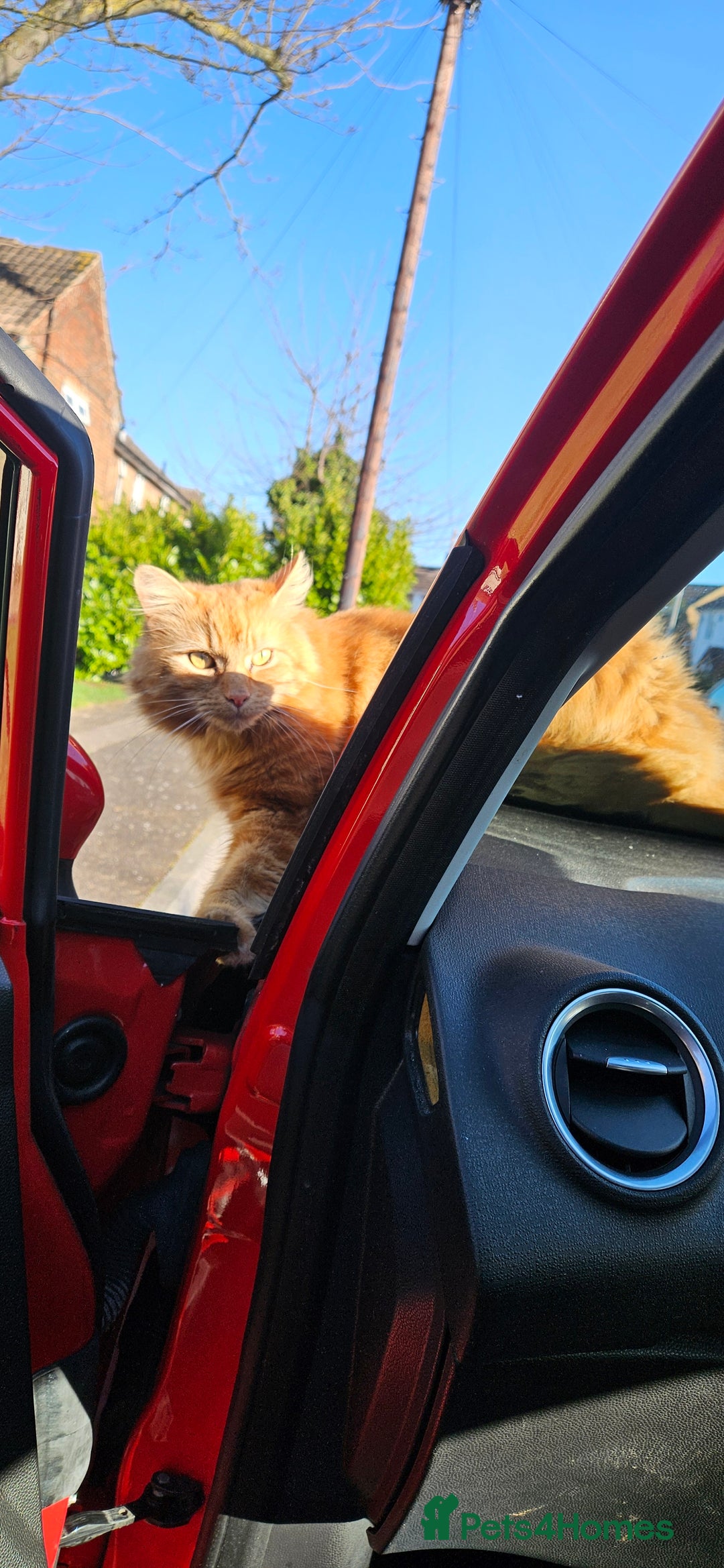 Mixed Breed cats for sale: Simba 💙  - Image 6