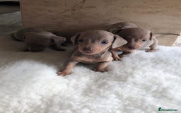 Miniature Dachshund dogs for sale: Isabella Tan Miniature Dachshund puppies in Rochester - Image 4