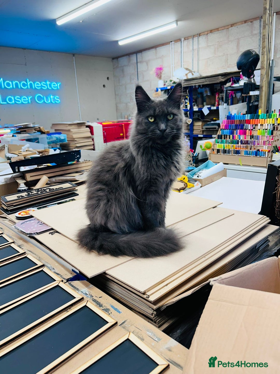 Maine Coon cats for sale: Grey Main Coon Female - Image 3