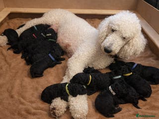 Standard Poodle dogs Silver KC registered Standard Poodle puppies - Advert 2
