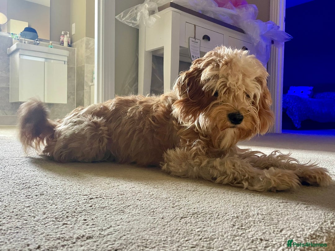 Cavapoo dogs for sale: One year old Female Spayed Apricot Cavapoo  - Image 6