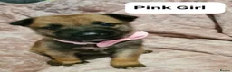 Belgian Shepherd Dog dogs for sale: Belgian malinois puppies  - Advert 15