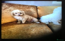 Cavapoo dogs for sale: Cavapoo puppy’s  - Image 3