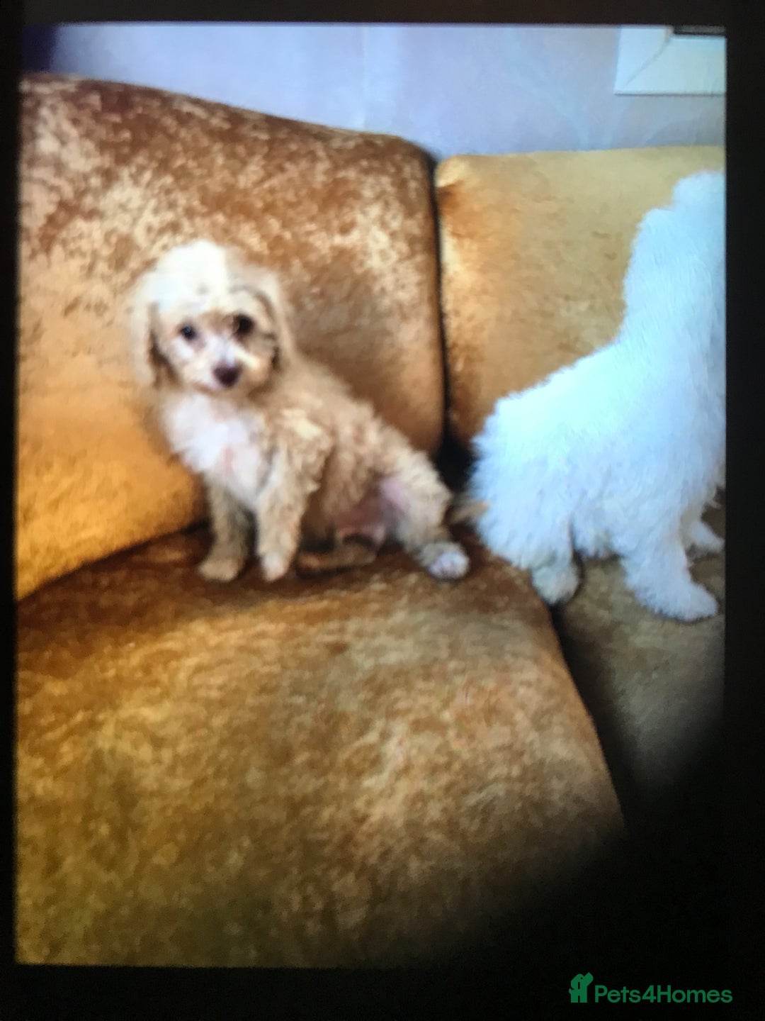 Cavapoo dogs for sale: Cavapoo puppy’s  - Image 3