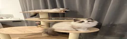 Ragdoll cats for sale: Premium Quality✨️🏆 TICA Reg European Ragdolls 🩷  - Advert 20