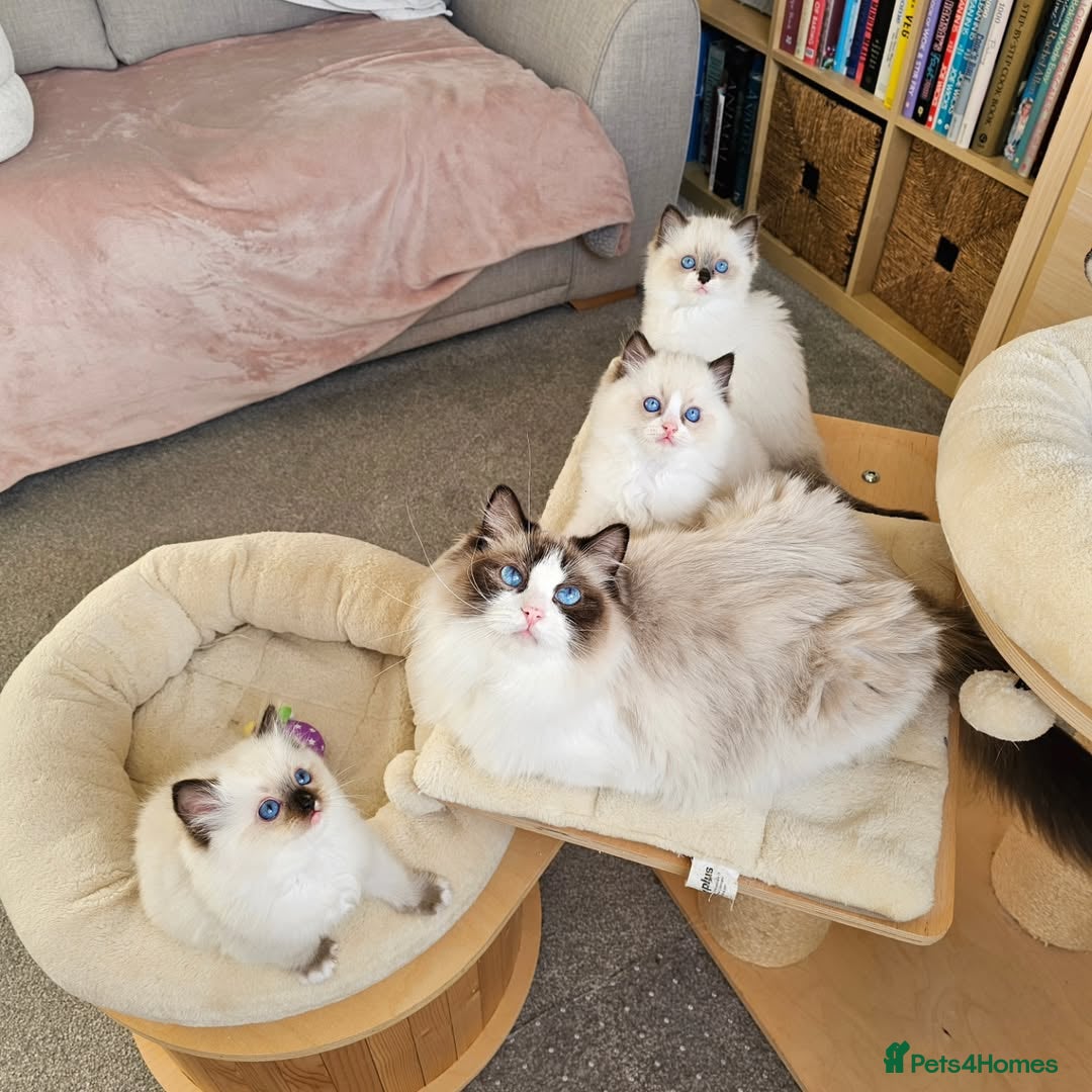 Ragdoll cats Beautiful Ragdoll Kittens Ready  - Advert 16