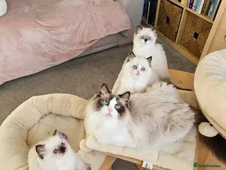 Ragdoll cats Beautiful Ragdoll Kittens Ready - Advert 16