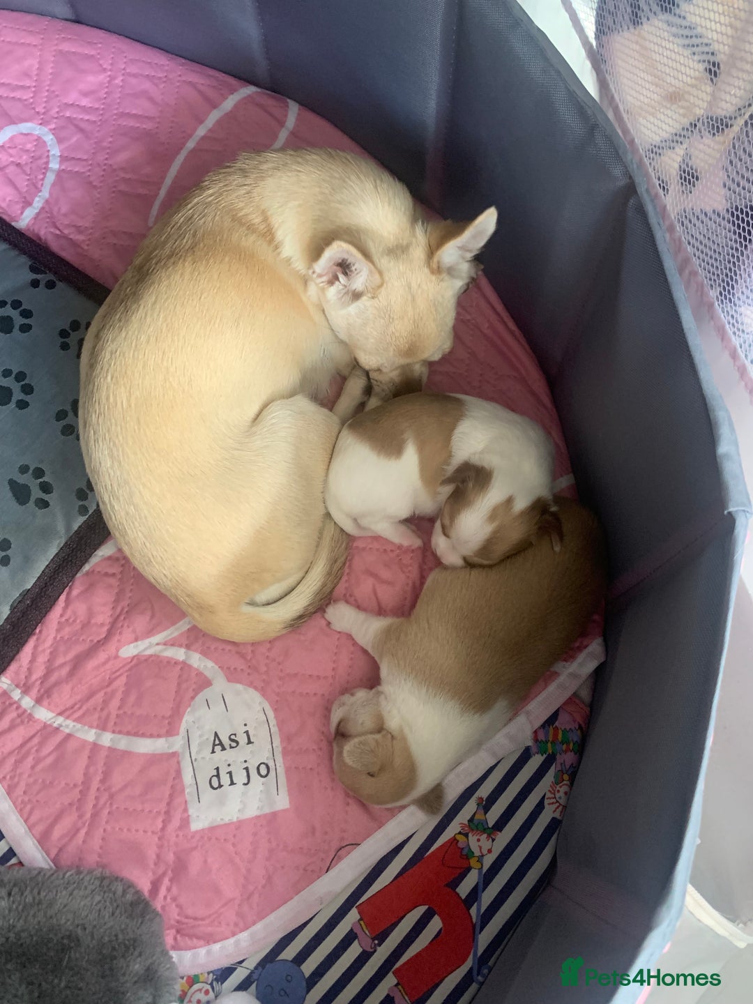 Chihuahua dogs for sale: Stunning Chocolate and white Smooth haired pups - Image 5