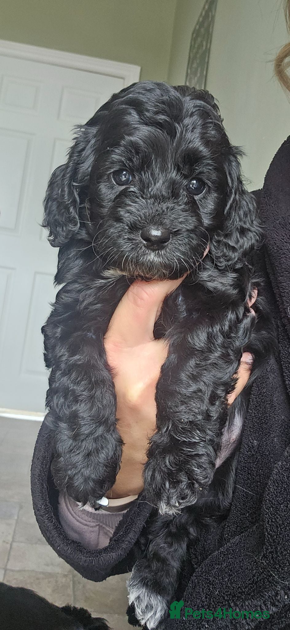 Cockapoo dogs Beautiful Litter of Stunning Cockerpoo Puppies - Advert 1