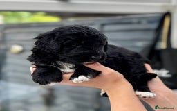 Bernedoodle dogs for sale: 🐾🐶 Stunning chunky bernedoodle babies 🐶🐾 - Image 6