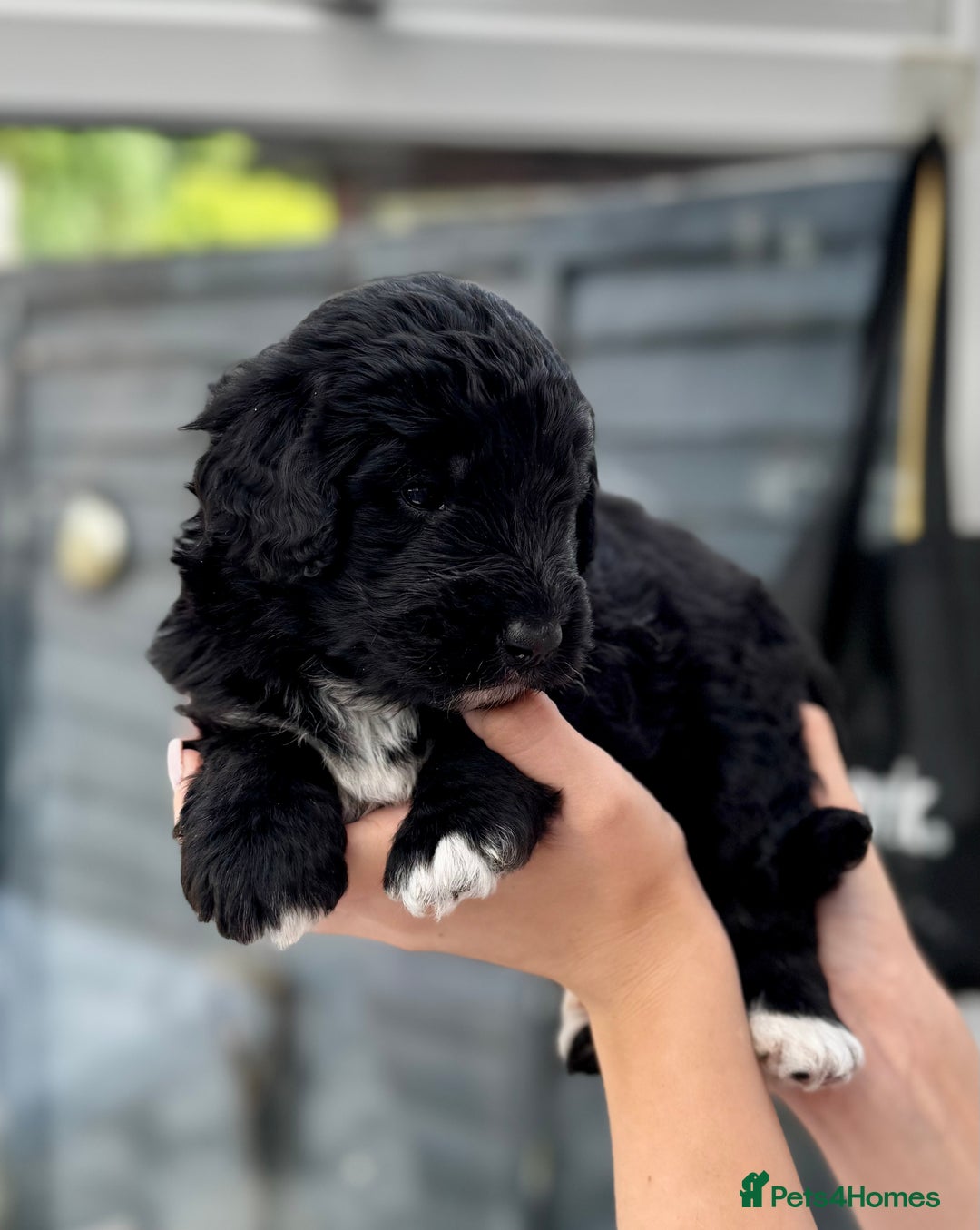 Bernedoodle dogs for sale: 🐾🐶 Stunning chunky bernedoodle babies 🐶🐾 - Image 6