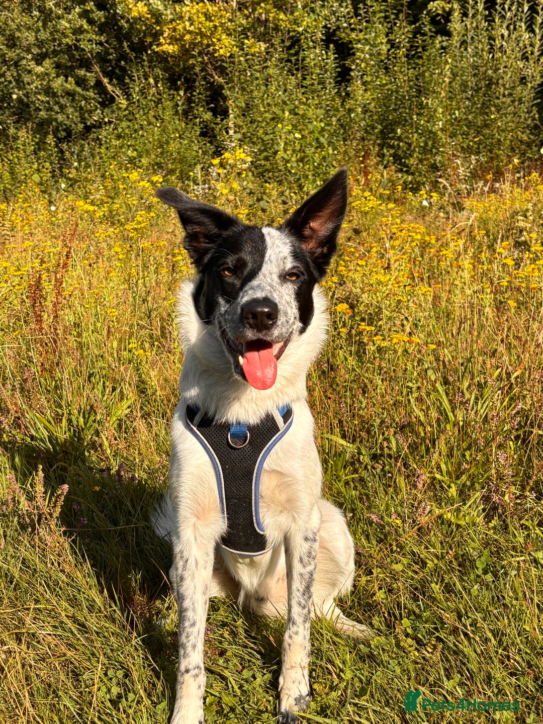 Border Collie dogs for stud: Border collie stud available  - Advert 4