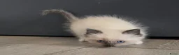 Ragdoll cats for sale: ragdoll kittens 😸  - Advert 10