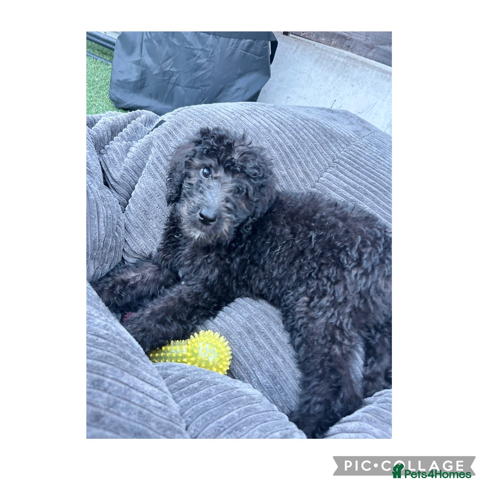 Labradoodle dogs Chunky health tested f1bb standard labradoodles  - Advert 2