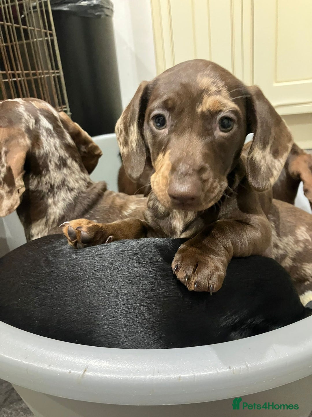 Miniature Dachshund dogs for sale: Miniature Choc Dapple Female Dachshund  - Advert 1