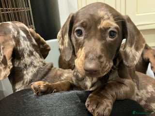 Miniature Dachshund dogs Miniature Choc Dapple Female Dachshund - Advert 1