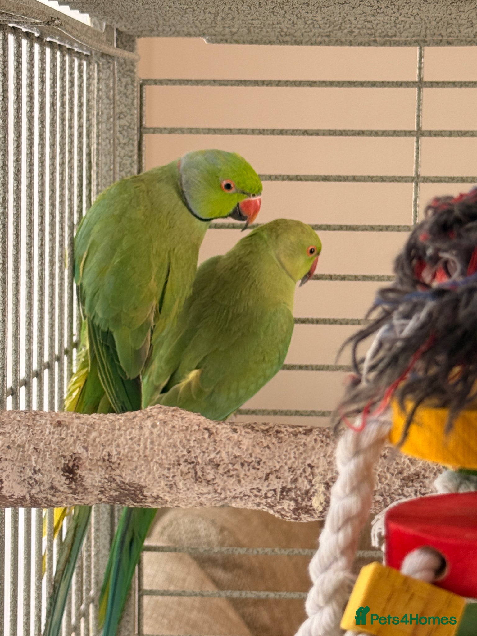Ringnecks birds  Bonded Pair of Ringneck Parakeets - Advert 3
