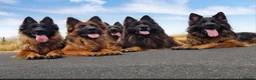 German Shepherd dogs for sale: German shepherd  - Advert 17