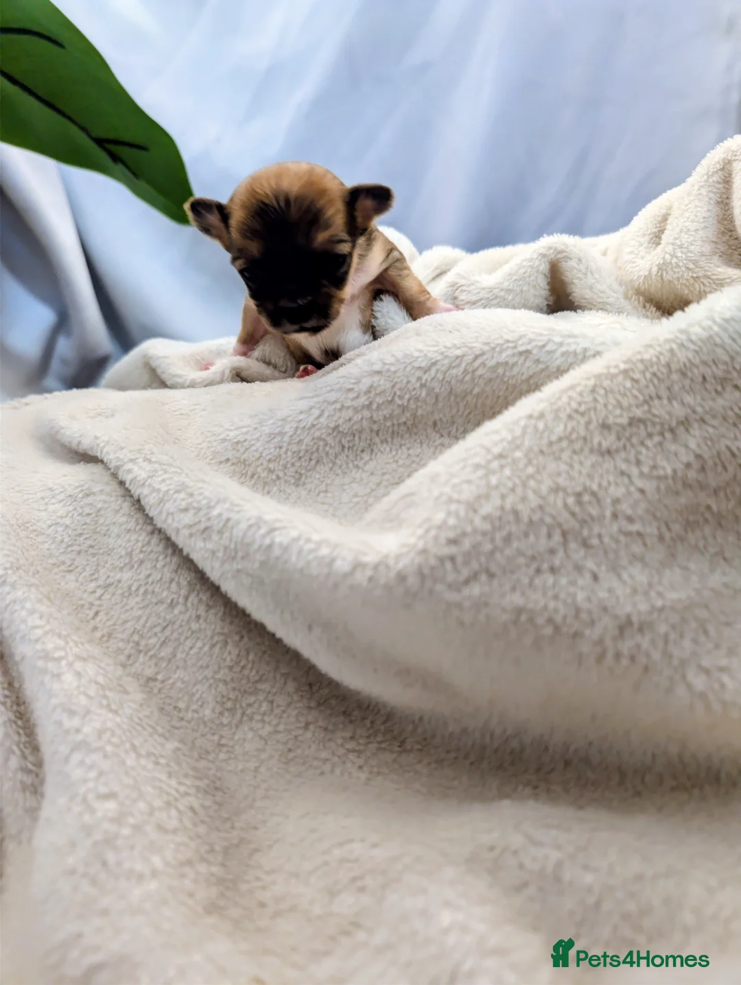 Chihuahua dogs for sale:  3 ABSOLUTELY GORGEOUS CHIHUAHUA PUPPIES FOR SALE - Advert 12
