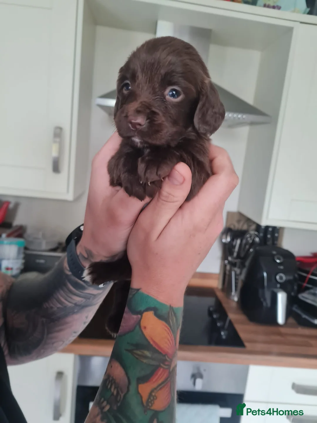 English Springer Spaniel dogs for stud: Proven Liver & White English Springer Spaniel Stud in Swansea - Advert 12