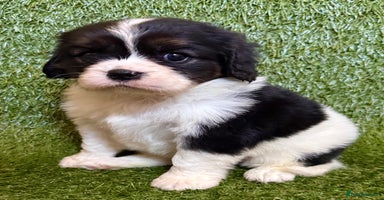 Cavalier King Charles Spaniel dogs - Advert 6