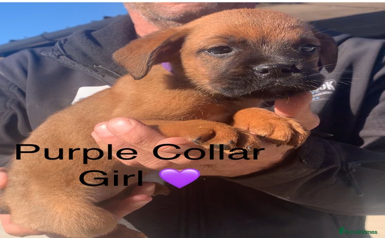 Boxer dogs - Advert 1