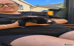 Dwarf Lop rabbits for sale: 9 Dwarf lop Rabbits ready for a new home - Image 7