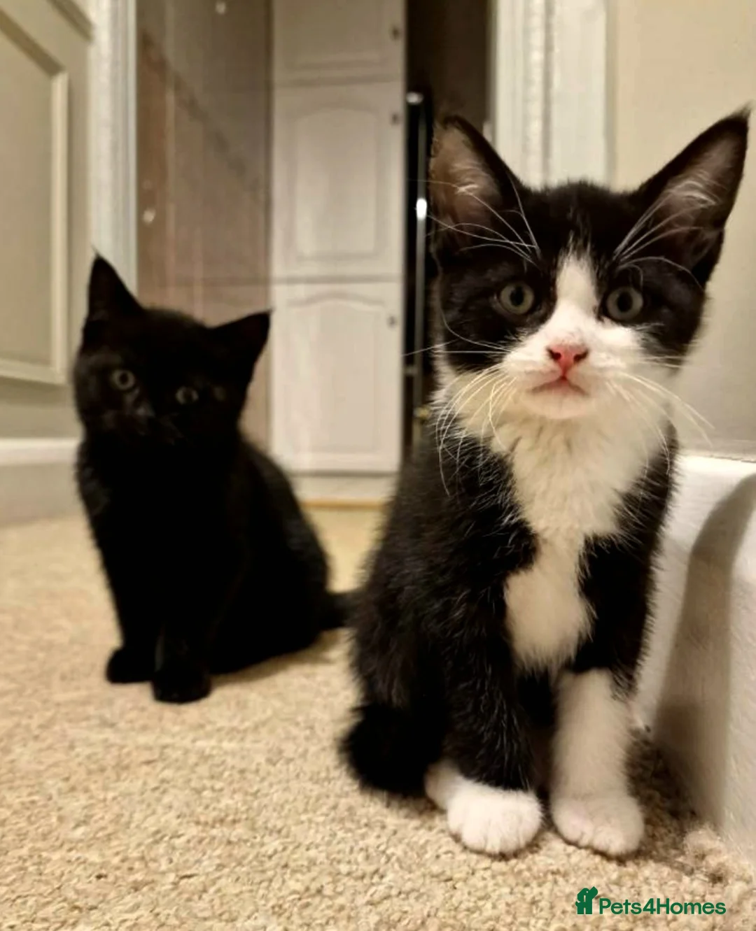 British Shorthair cats for sale: Kittens - Advert 5