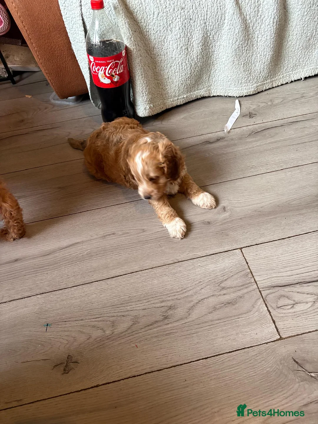Cockapoo dogs for sale: Beautiful cockapoo puppies  - Advert 3