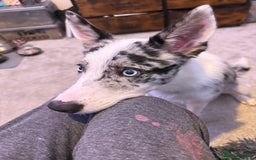 Mixed Breed dogs for sale: Blue  - Image 5