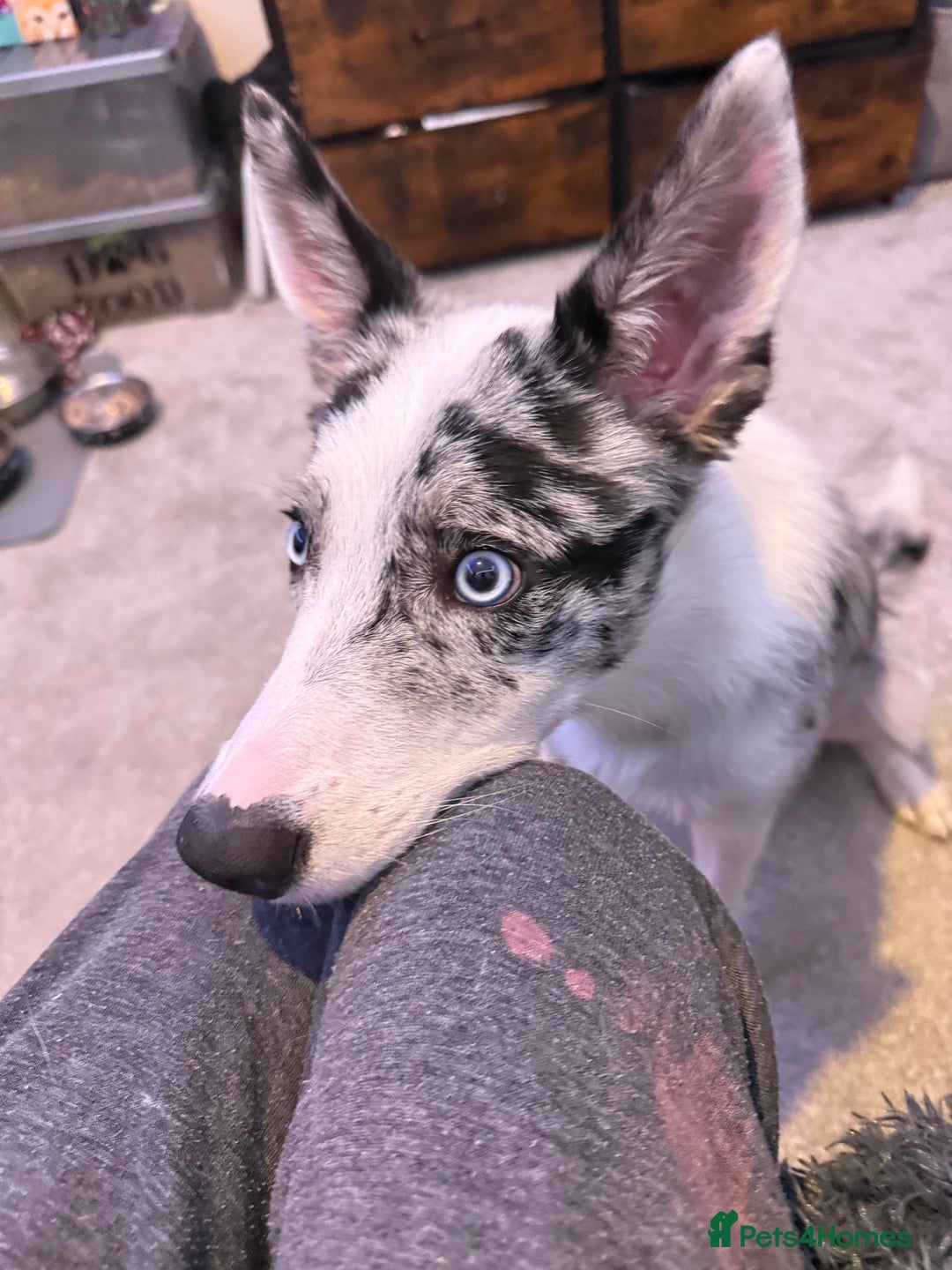 Mixed Breed dogs for sale: Blue  - Image 5