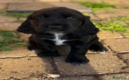 Cockerdor dogs for sale: Cockerdor puppies ready 10th October.  - Image 10