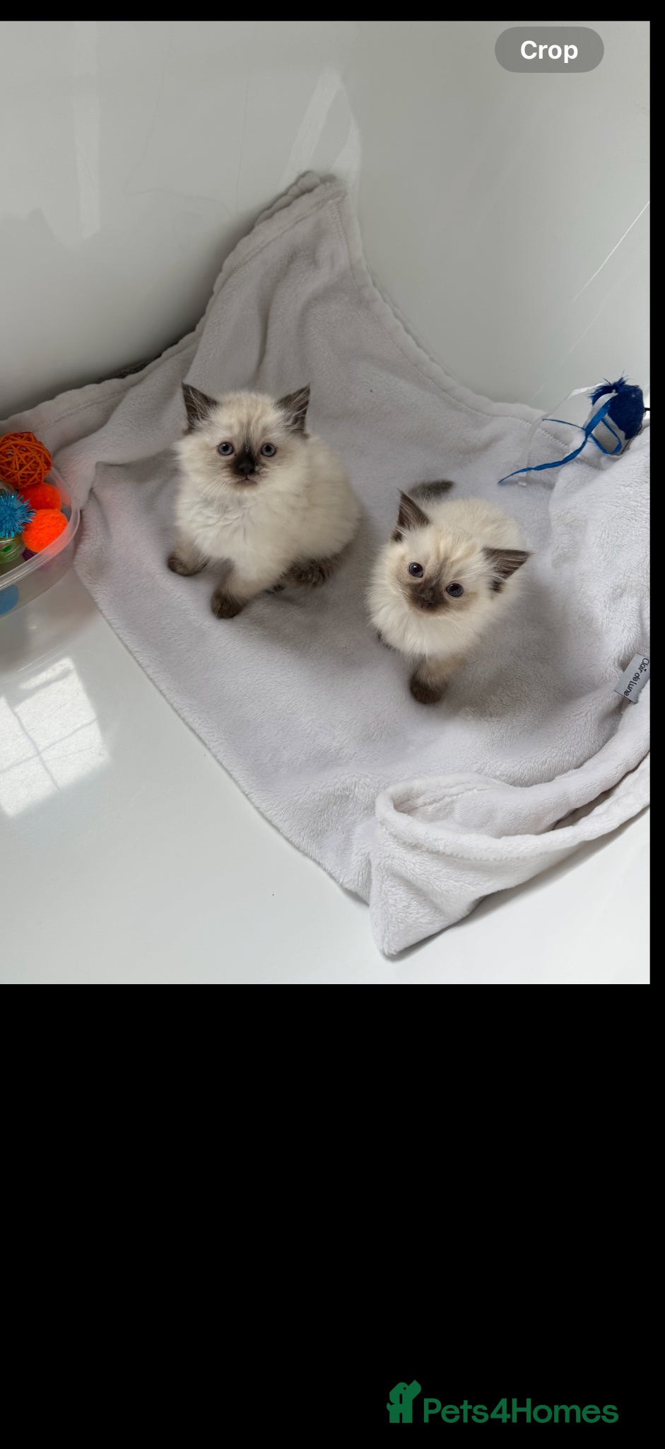 Mixed Breed cats 2 Beautiful Ragdoll Kittens for Sale – Ready 🐾 - Advert 3